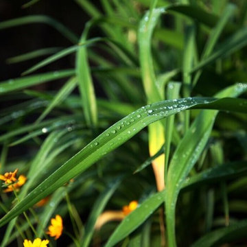 Plant Materials