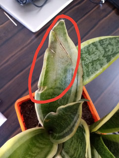 Snake Plant Dying | Houzz Forum
