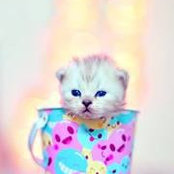 Catty Mai's photo