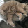 mel_retter