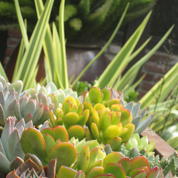 Succulents on parade