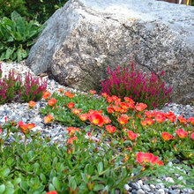 Rock gardens