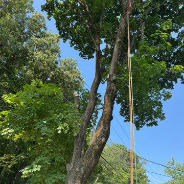 Professional Tree Trimming and Safe Branch Reduction
