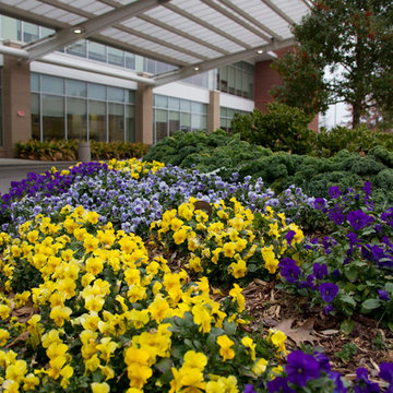 Fall Flowers