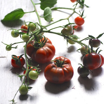 G A R D E N - The Edible Garden