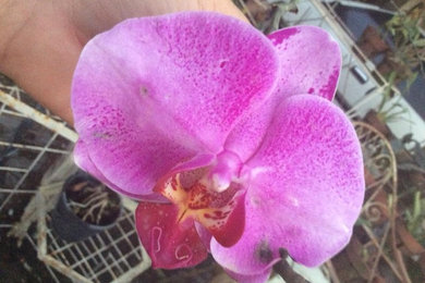 Orchids of the Philippine Island (Catalog #Two) - Going on Sale Summer of 2019