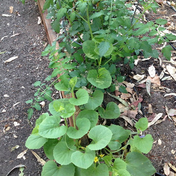 ebay, inc. Corporate Vegetable Garden Installation & Employee Garden Education