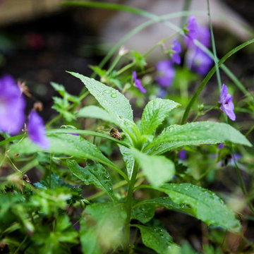 Foliage