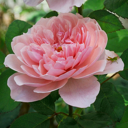 Growing Enchantingly Beautiful Roses in HOT Southern California