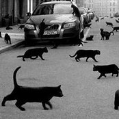 Cat Black's photo