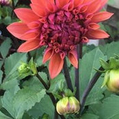 Jenn Zywicki's photo