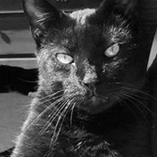 Atyourhome Petsitting's photo