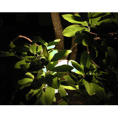 Botanical Lighting.com