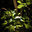 Botanical Lighting.com