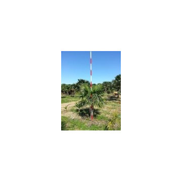CANADIAN PALM TREES