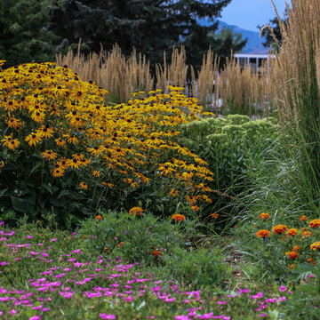Hardy perennials