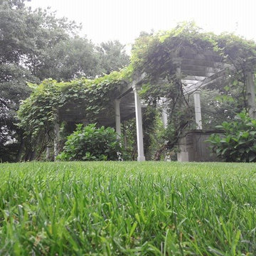 Organic lawn