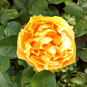 Plant Ideas & Colorful Combinations