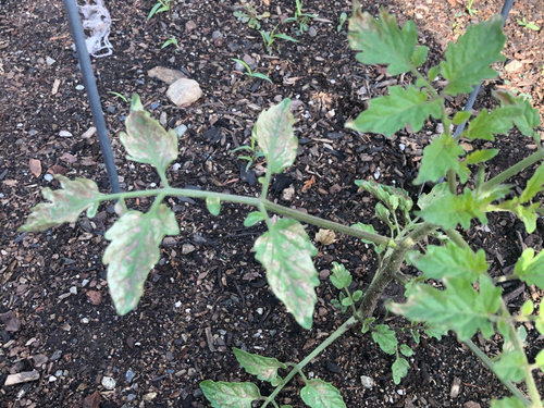 Are my tomato plants ok?