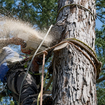 Professional Tree Cutting