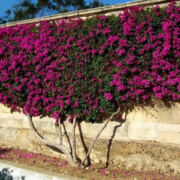 Nueva vision del jardin de sus sueños!!!