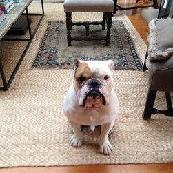 Amazon Jute - Floor Rugs