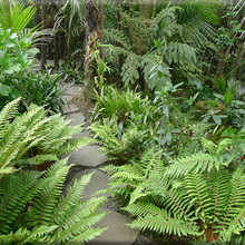 Native Garden