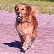 Beverly MacLeans billede