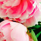 danielle kanizo's photo