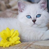 Alexandra Andreeva's photo