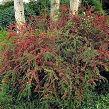 shrubs