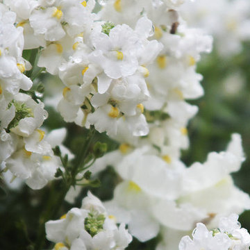 Spring Potting