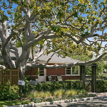 Specimen Magnolia tree - East Costa Mesa bungalow - Orange County