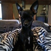 Donna Domotor's photo