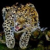 Jaguar Smiths billede