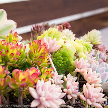 Colorful Succulents Xeriscape Planting