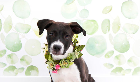Pet’s Place: DIY Projects and a Pup Named Griffin