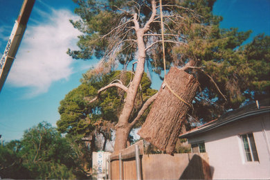 Tree Removal Project