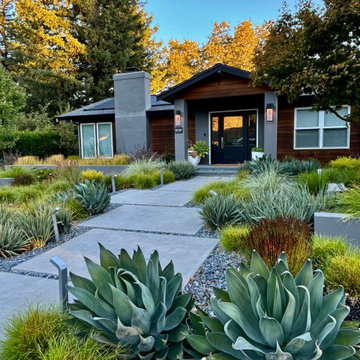 Alamo Modern Low Water Front Yard