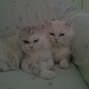 Rita Civelloo's photo