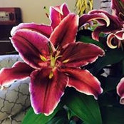 Carla Georgieff's photo