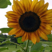 Jayne Gibb's photo