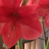 Foto von Cathy Mitchell