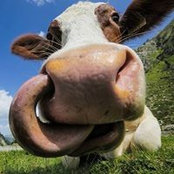 Foto de Csicser Farm
