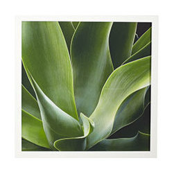 SUCCULENT PRINT - BROAD LEAF - Artwork