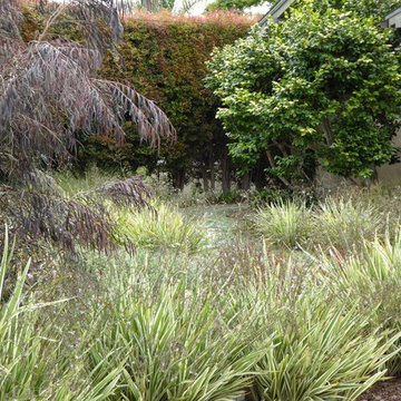 Carpinteria lawn replacement