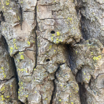 Tree Care