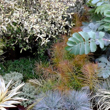 Marcia's front garden