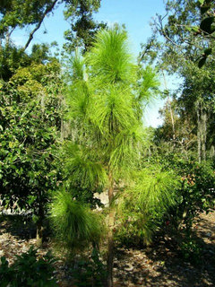 Rare Pinus species/cultivar Gallery 2010