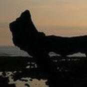 M Sion's photo